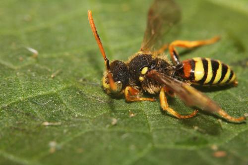 Réf. 316 674 : Nomada fucata